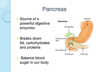 PancreasSource of a powerful digestive enzymesBreaks down fat, carbohydrates and proteinsBalance blood sugar in our body