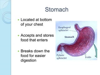 StomachLocated at bottom of your chestAccepts and stores food that enters Breaks down the food for easier digestion 