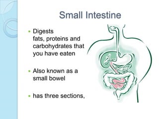 Small IntestineDigests fats, proteins and carbohydrates that you have eatenAlso known as a small bowelhas three sections, 