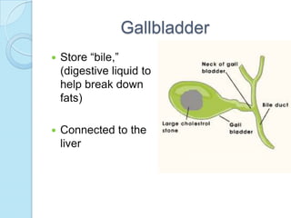 GallbladderStore “bile,” (digestive liquid to help break down fats)Connected to the liver 