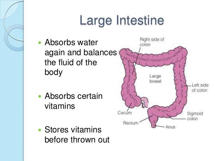 Karen816 digestive system powerpoint