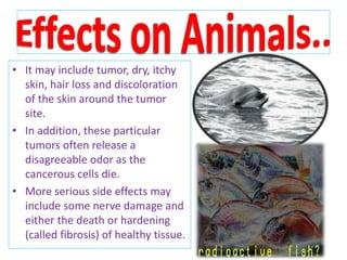 • It may include tumor, dry, itchy
skin, hair loss and discoloration
of the skin around the tumor
site.
• In addition, these particular
tumors often release a
disagreeable odor as the
cancerous cells die.
• More serious side effects may
include some nerve damage and
either the death or hardening
(called fibrosis) of healthy tissue.
 