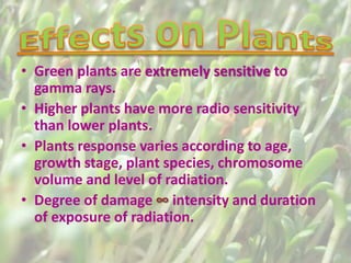 • Green plants are extremely sensitive to
gamma rays.
• Higher plants have more radio sensitivity
than lower plants.
• Plants response varies according to age,
growth stage, plant species, chromosome
volume and level of radiation.
• Degree of damage ∞ intensity and duration
of exposure of radiation.
 