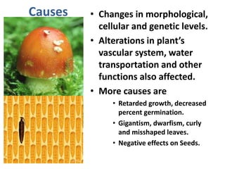 Causes • Changes in morphological,
cellular and genetic levels.
• Alterations in plant’s
vascular system, water
transportation and other
functions also affected.
• More causes are
• Retarded growth, decreased
percent germination.
• Gigantism, dwarfism, curly
and misshaped leaves.
• Negative effects on Seeds.
 
