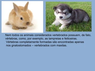 Nem todos os animais considerados vertebrados possuem, de fato, 
vértebras, como, por exemplo, as lampreias e feiticeiras. 
Vértebras completamente formadas são encontradas apenas 
nos gnatostomados – vertebrados com maxilas. 
 