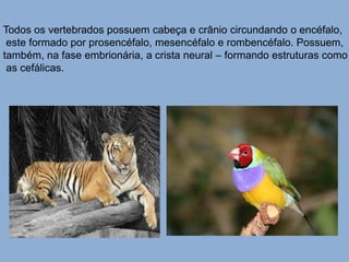 Todos os vertebrados possuem cabeça e crânio circundando o encéfalo, 
este formado por prosencéfalo, mesencéfalo e rombencéfalo. Possuem, 
também, na fase embrionária, a crista neural – formando estruturas como 
as cefálicas. 
 