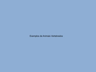 Exemplos de Animais Vertebrados 
 