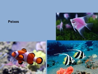 Peixes 
 