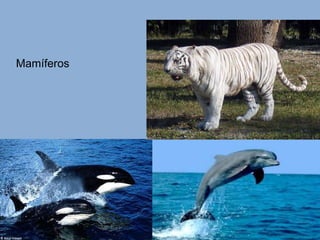 Mamíferos 
 