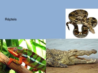 Répteis 
 
