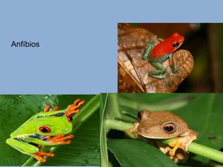 Anfíbios 
 