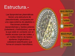 Estructura.Las lipoproteínas plasmáticas
tienen una estructura de
pseudomicela, compuesta por
una capa externa de péptidos o
fracciones proteicas
(apoproteínas) y lípidos polares
(colesterol y fosfolípidos), que es
la que está en contacto con el
medio acuoso que las rodea, y
un núcleo interno de lípidos
apolares (triglicéridos y
colesterol esterificado) que
forma el corazón hidrofóbico.

 