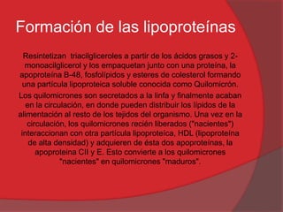 Formación de las lipoproteínas
Resintetizan triacilgliceroles a partir de los ácidos grasos y 2monoacilglicerol y los empaquetan junto con una proteína, la
apoproteína B-48, fosfolípidos y esteres de colesterol formando
una partícula lipoproteica soluble conocida como Quilomicrón.
Los quilomicrones son secretados a la linfa y finalmente acaban
en la circulación, en donde pueden distribuir los lípidos de la
alimentación al resto de los tejidos del organismo. Una vez en la
circulación, los quilomicrones recién liberados ("nacientes")
interaccionan con otra partícula lipoproteíca, HDL (lipoproteína
de alta densidad) y adquieren de ésta dos apoproteínas, la
apoproteina CII y E. Esto convierte a los quilomicrones
"nacientes" en quilomicrones "maduros".

 