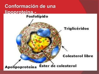 Conformación de una
lipoproteína.-

 