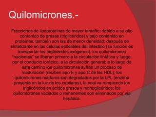 Quilomicrones.Fracciones de lipoproteínas de mayor tamaño; debido a su alto
contenido de grasas (triglicéridos) y bajo contenido en
proteínas, también son las de menor densidad; después de
sintetizarse en las células epiteliales del intestino (su función es
transportar los triglicéridos exógenos), los quilomicrones
“nacientes” se liberan primero a la circulación linfática y luego,
por el conducto torácico, a la circulación general; a lo largo de
este camino los quilomicrones sufren un proceso de
maduración (reciben apo E y apo C de las HDL); los
quilomicrones maduros son degradados por la LPL (enzima
presente en la luz de los capilares), la cual va rompiendo los
triglicéridos en ácidos grasos y monoglicéridos; los
quilomicrones vaciados o remanentes son eliminados por vía
hepática.

 