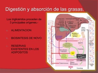 Digestión y absorción de las grasas.
Los triglicéridos proceden de
3 principales orígenes.a.

ALIMENTACION

b.

BIOSINTESIS DE NOVO

c.

RESERVAS
EXISTENTES EN LOS
ADIPOSITOS

 