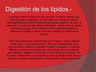 Digestión de los lípidos.La sangre entra al hígado por dos caminos, la arteria hepática que
provee sangre oxigenada y la vena porta que transporta sangre
desoxigenada pero rica en nutrientes del aparato digestivo, el bazo, el
páncreas y la vesícula biliar. Dentro del hígado, ambos tipos de sangre
se mezclan y luego de ser filtrada por los sinusoides hepáticos,
abandona el hígado a través de la vena hepática en dirección al
corazón.
Parte del colesterol es transformado en el hígado a ácidos biliares
(ácido cólico y quenodesoxicólico). Esto son almacenados en la
vesícula biliar y emitidos al intestino durante la digestión. Los ácidos
biliares emulsionan las grasas para que puedan actuar las lipasas
pancreáticas y facilitan el transporte a través de la luz intestinal. Son
de nuevo reabsorbidos (una pequeña porción se pierde en las heces) y
regresan al hígado completando la recirculación varias veces al día.

 