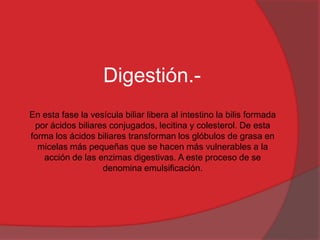 Digestión.En esta fase la vesícula biliar libera al intestino la bilis formada
por ácidos biliares conjugados, lecitina y colesterol. De esta
forma los ácidos biliares transforman los glóbulos de grasa en
micelas más pequeñas que se hacen más vulnerables a la
acción de las enzimas digestivas. A este proceso de se
denomina emulsificación.

 