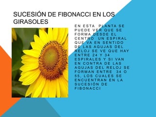SUCESIÓN DE FIBONACCI EN LOS
GIRASOLES
E N E S T A P L A N T A S E
P U E D E V E R Q U E S E
F O R M A D E S D E E L
C E N T R O U N E S P I R A L
Q U E V A E N S E N T I D O
D E L A S A G U J A S D E L
R E L O J S E V E Q U E H A Y
E N T R E 2 4 Y 3 4
E S P I R A L E S Y S I V A N
E N C O N T R A D E L A S
A G U J A S D E L R E L O J S E
F O R M A N E N T R E 3 4 O
5 5 , L O S C U A L E S S E
E N C U E N T R A N E N L A
S U C E S I Ó N D E
F I B O N A C C I
 