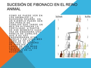 SUCESIÓN DE FIBONACCI EN EL REINO
ANIMAL
C O M O S E P U E D E V E R E N
L O S A N I M A L E S L A
S U C E S I Ó N O C U R R E E N
U N E J E M P L O P U E D E S E R
U N A P A R E J A D E
C O N E J O S Q U E T A R D E U N
M E S E N A L C A N Z A R L A
F E R T I L I D A D , A P A R T I R
D E E S E M O M E N T O C A D A
V E Z S E E N G E N D R A U N A
P A R E J A D E C O N E J O S
Q U E A S U V E Z
E N G E N D R A R A N O T R A
P A R E J A Y A S Í C A D A M E S
C O M O S E V E E N E L
G R A F I C O , E L N U M E R O
D E P A R E J A S A L O
L A R G O D E L O S M E S E
C O I N C I D E N C O N L O S
T É R M I N O S D E L A
S U C E S I Ó N
 
