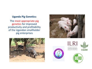   Uganda Pig Genetics