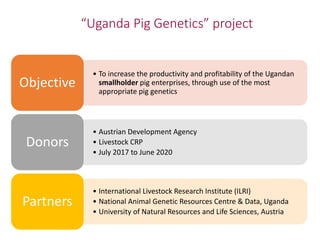   Uganda Pig Genetics