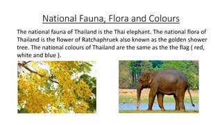 National Fauna, Flora and Colours
The national fauna of Thailand is the Thai elephant. The national flora of
Thailand is the flower of Ratchaphruek also known as the golden shower
tree. The national colours of Thailand are the same as the the flag ( red,
white and blue ).
 