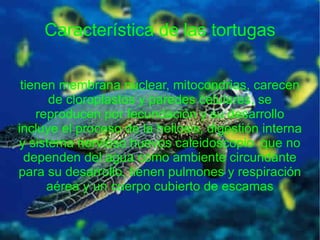 Característica de las tortugas tienen membrana nuclear, mitocondrias, carecen de cloroplastos y paredes celulares, se reproducen por fecundación y su desarrollo incluye el proceso de la heliosis, digestión interna y sistema nervioso huevos caleidoscopio  que no dependen del agua como ambiente circundante para su desarrollo, tienen pulmones y respiración aérea y un cuerpo cubierto de escamas 
