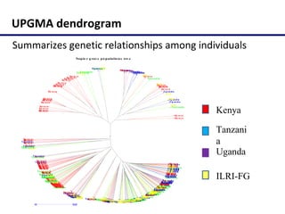 Molecular characterization of Napier grass (Pennisetum purpureum Schumach.) germplasm using fluorescent labelled amplified fragment length polymorphism (FL-AFLP)