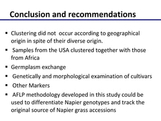 Molecular characterization of Napier grass (Pennisetum purpureum Schumach.) germplasm using fluorescent labelled amplified fragment length polymorphism (FL-AFLP)