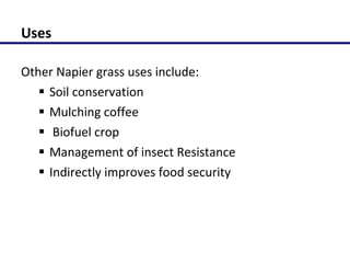Molecular characterization of Napier grass (Pennisetum purpureum Schumach.) germplasm using fluorescent labelled amplified fragment length polymorphism (FL-AFLP)