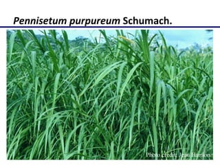 Molecular characterization of Napier grass (Pennisetum purpureum Schumach.) germplasm using fluorescent labelled amplified fragment length polymorphism (FL-AFLP)