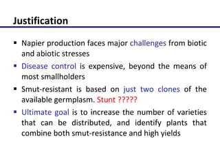 Molecular characterization of Napier grass (Pennisetum purpureum Schumach.) germplasm using fluorescent labelled amplified fragment length polymorphism (FL-AFLP)