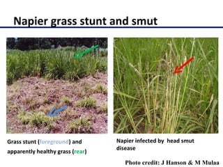 Molecular characterization of Napier grass (Pennisetum purpureum Schumach.) germplasm using fluorescent labelled amplified fragment length polymorphism (FL-AFLP)