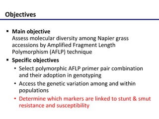 Molecular characterization of Napier grass (Pennisetum purpureum Schumach.) germplasm using fluorescent labelled amplified fragment length polymorphism (FL-AFLP)