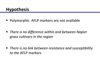 Molecular characterization of Napier grass (Pennisetum purpureum Schumach.) germplasm using fluorescent labelled amplified fragment length polymorphism (FL-AFLP)
