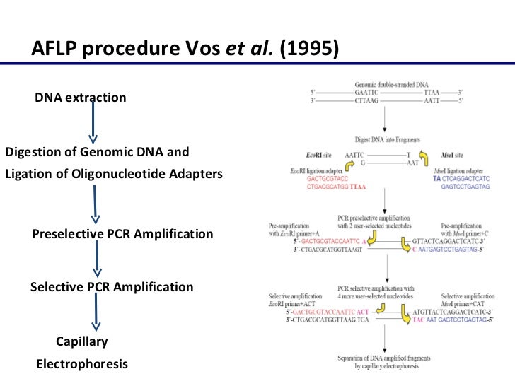 dna electrophoresis