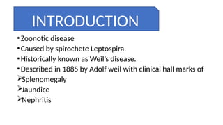 •Zoonotic disease
•Caused by spirochete Leptospira.
•Historically known as Weil’s disease.
•Described in 1885 by Adolf weil with clinical hall marks of
Splenomegaly
Jaundice
Nephritis
INTRODUCTION
 