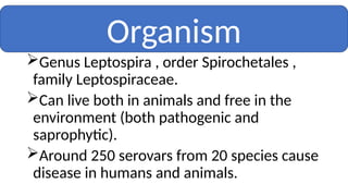 Genus Leptospira , order Spirochetales ,
family Leptospiraceae.
Can live both in animals and free in the
environment (both pathogenic and
saprophytic).
Around 250 serovars from 20 species cause
disease in humans and animals.
Organism
 