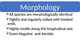 All species are morphologically identical
Tightly and regularly coiled with hooked
ends.
Highly motile along the longitudinal axis.
Gram Negative and Aerobic
Morphology
 