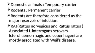Domestic animals : Temporary carrier
Rodents : Permanent carrier
Rodents are therefore considered as the
major reservoir of infection.
RAT(Rattus norvegicus and Rattus rattus )
Associated L.interrogans serovars
Icterohaemorrhagic and copenhageni are
mostly associated with Weil’s disease.
 
