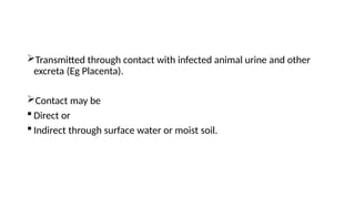 Transmitted through contact with infected animal urine and other
excreta (Eg Placenta).
Contact may be
 Direct or
 Indirect through surface water or moist soil.
 