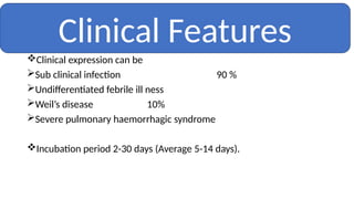Clinical expression can be
Sub clinical infection 90 %
Undifferentiated febrile ill ness
Weil’s disease 10%
Severe pulmonary haemorrhagic syndrome
Incubation period 2-30 days (Average 5-14 days).
Clinical Features
 