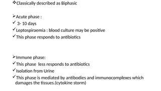 Classically described as Biphasic
Acute phase :
 3- 10 days
Leptospiraemia : blood culture may be positive
This phase responds to antibiotics
Immune phase:
This phase less responds to antibiotics
Isolation from Urine
This phase is mediated by antibodies and immunocomplexes which
damages the tissues.(cytokine storm)
 