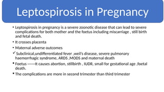 s
• Leptospirosis in pregnancy is a severe zoonotic disease that can lead to severe
complications for both mother and the foetus including miscarriage , still birth
and fetal death.
• It crosses placenta
• Maternal adverse outcomes
Subclinical,undifferentiated fever ,weil’s disease, severe pulmonary
haemorrhagic syndrome, ARDS ,MODS and maternal death
 Foetus ------It causes abortion, stillbirth , IUDR, small for gestational age ,foetal
death.
 The complications are more in second trimester than third trimester
Leptospirosis in Pregnancy
 