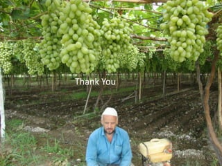 Conclusion :
Improving water and energy productivity, recovery water losses for irrigation within their area of origin and MAR can reduce
demand for water, by decreasing non-productive water depletions, and using additional storages. This way suitable
environment can be created for converging competing interests in to cooperative actions
Thank You
 