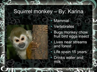 Squirrel monkey – By: Karina ,[object Object],[object Object],[object Object],[object Object],[object Object],[object Object]