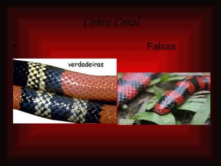 Cobra Coral Falsas 