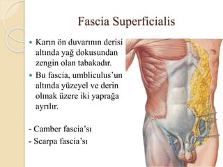 Фасция томпсона и скарпа. Поверхностные фасции анатомия. Фасция. Фасция скарпа. Фасция скарпа.
