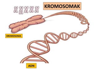 KROMOSOMA
ADN
KROMOSOMAK
 